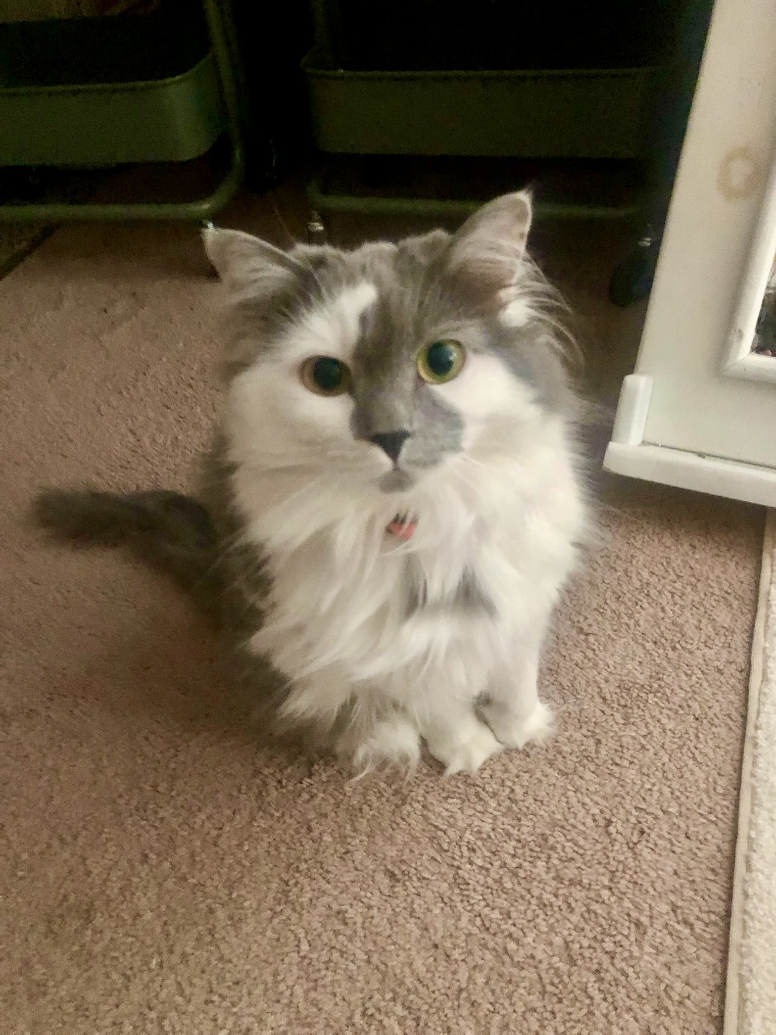 Chloé's cat Maisy.