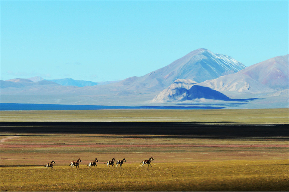 an image of changtang tibet plataeu where there are horses running