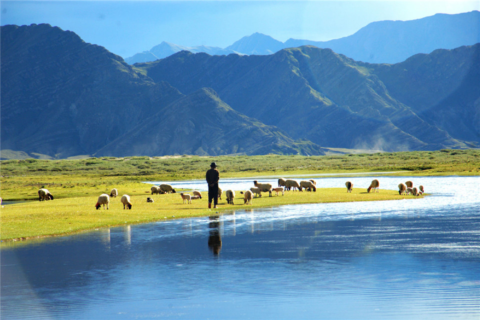 an image of changtang tibet plataeu where there is a bunch of sheep