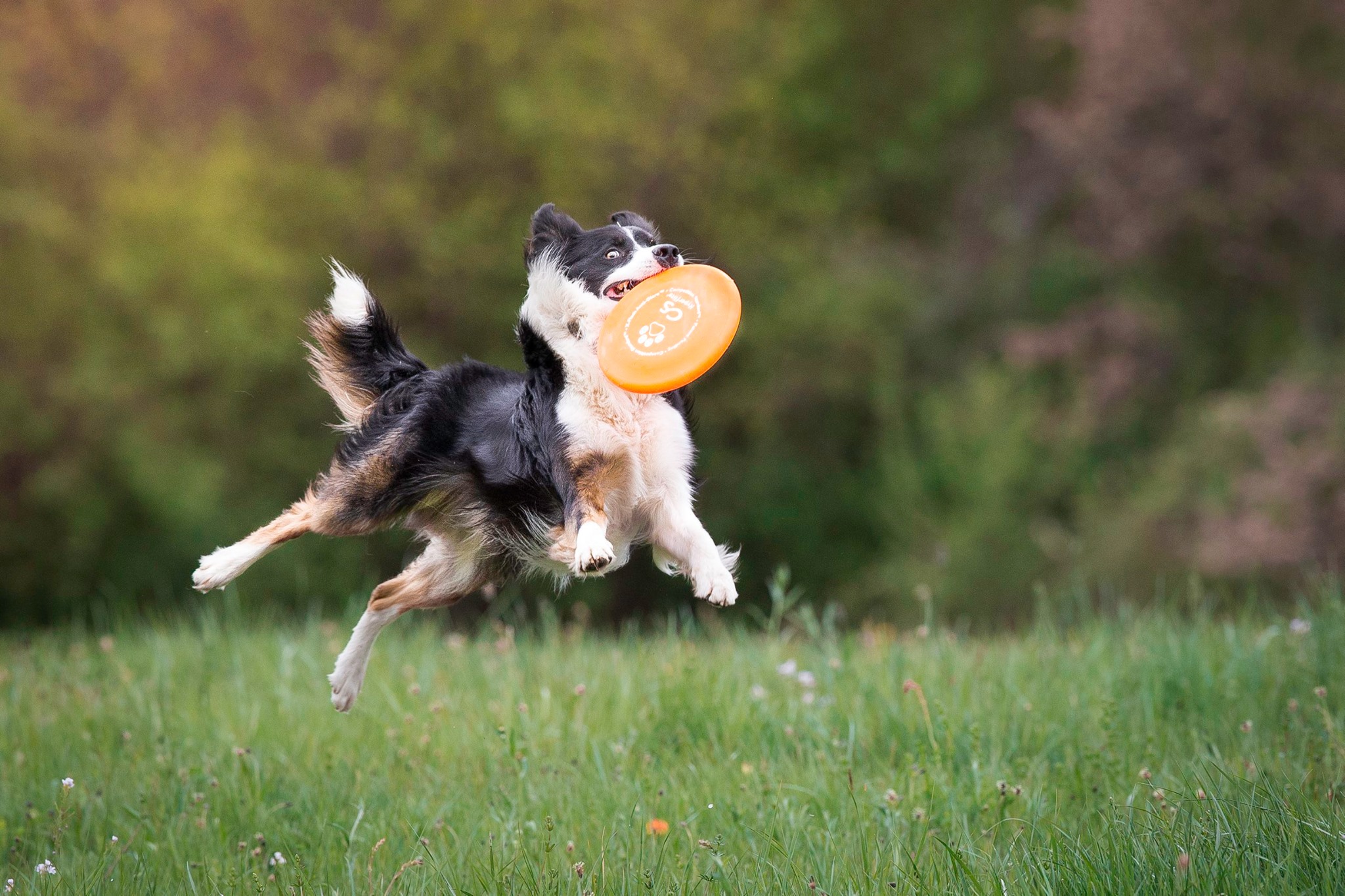 border collie catching a frisbee