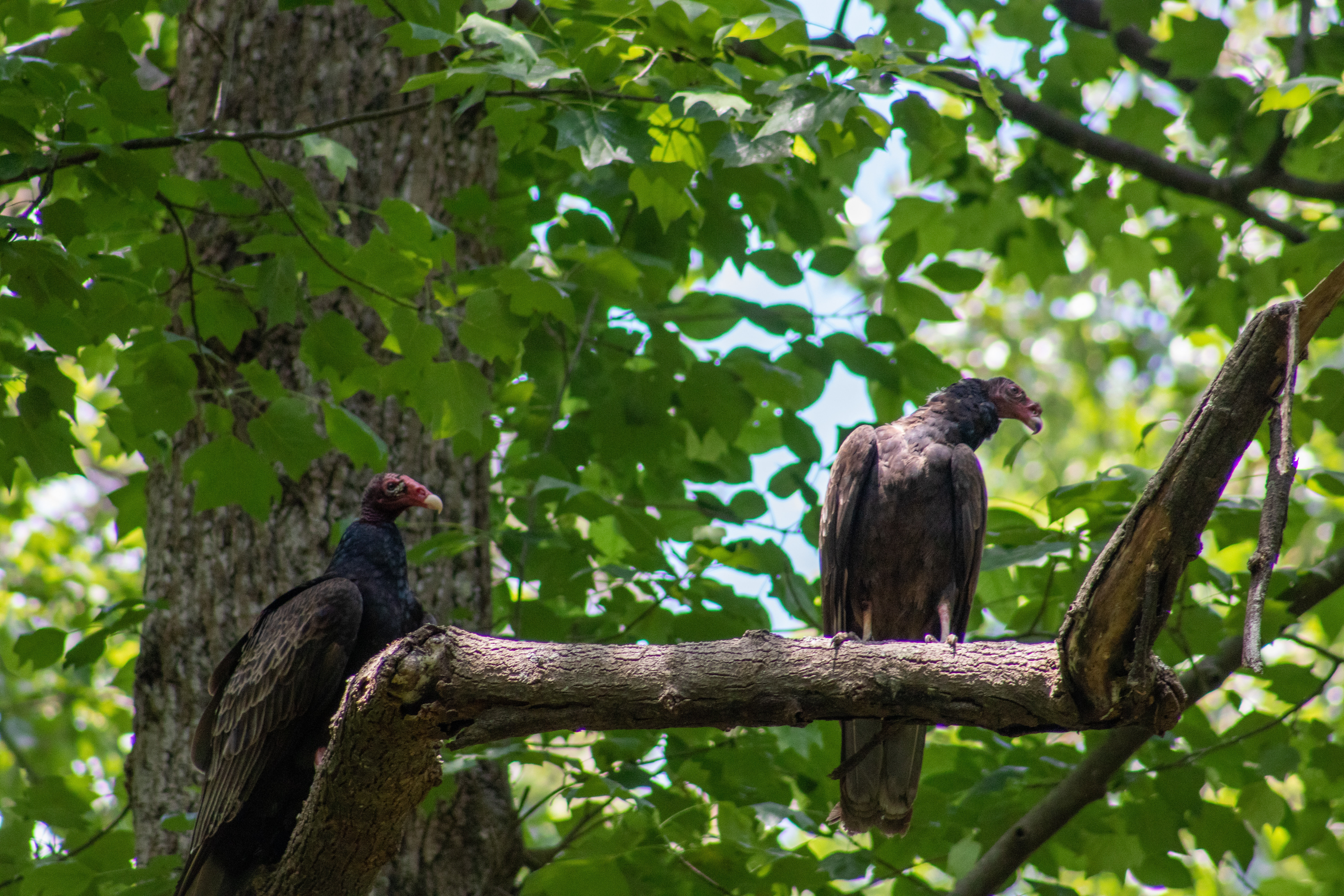 Two vultures on a branch
