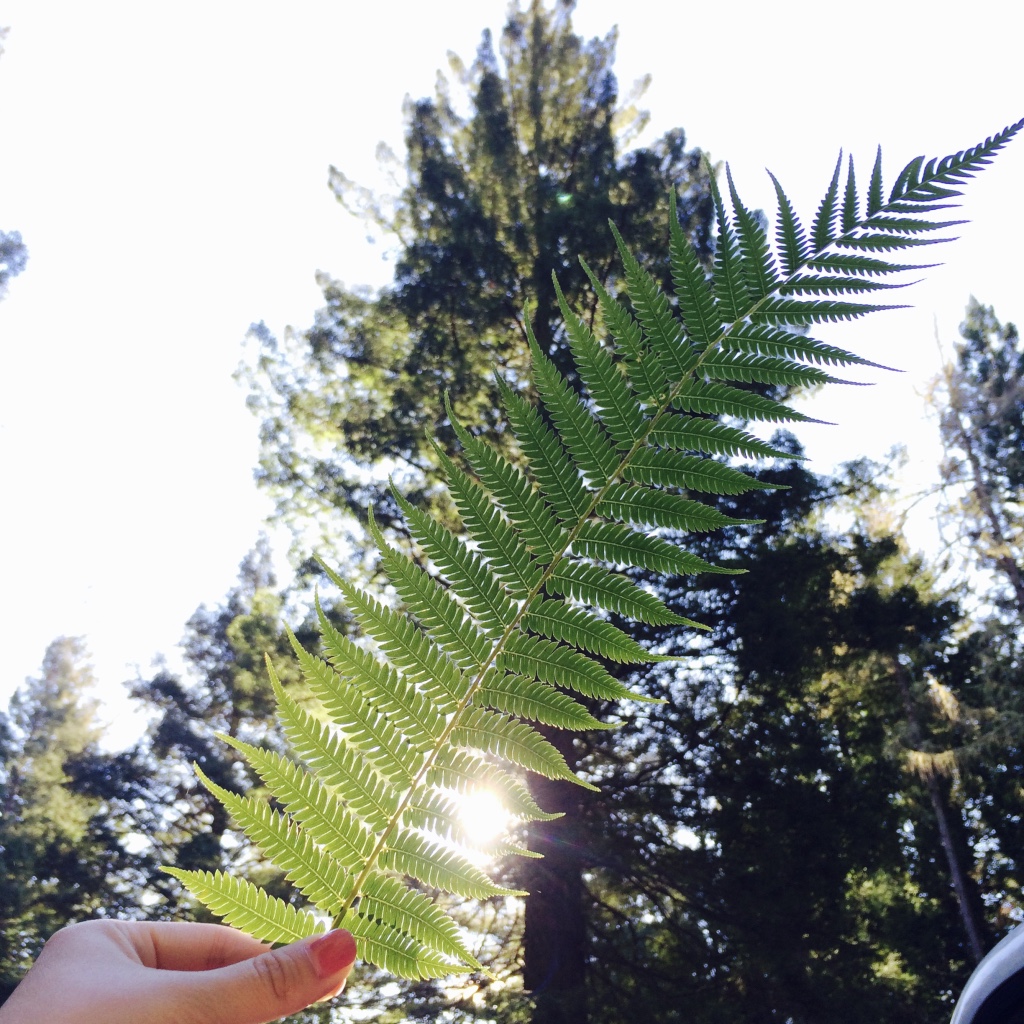 Leaf